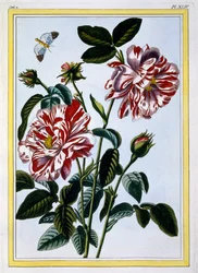 De bontgekleurde roos van Engeland; waarschijnlijk in feite Rosa Gallica, c.1766